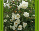 Роза морщинистая белая