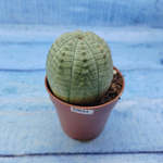 Euphorbia Obesa (Эуфорбия)