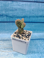 Opuntia Microdasys Rufida (Опунция)