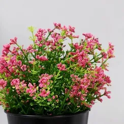 Бонсай в горшке "Трава в посыпке" 10*20 см, микс