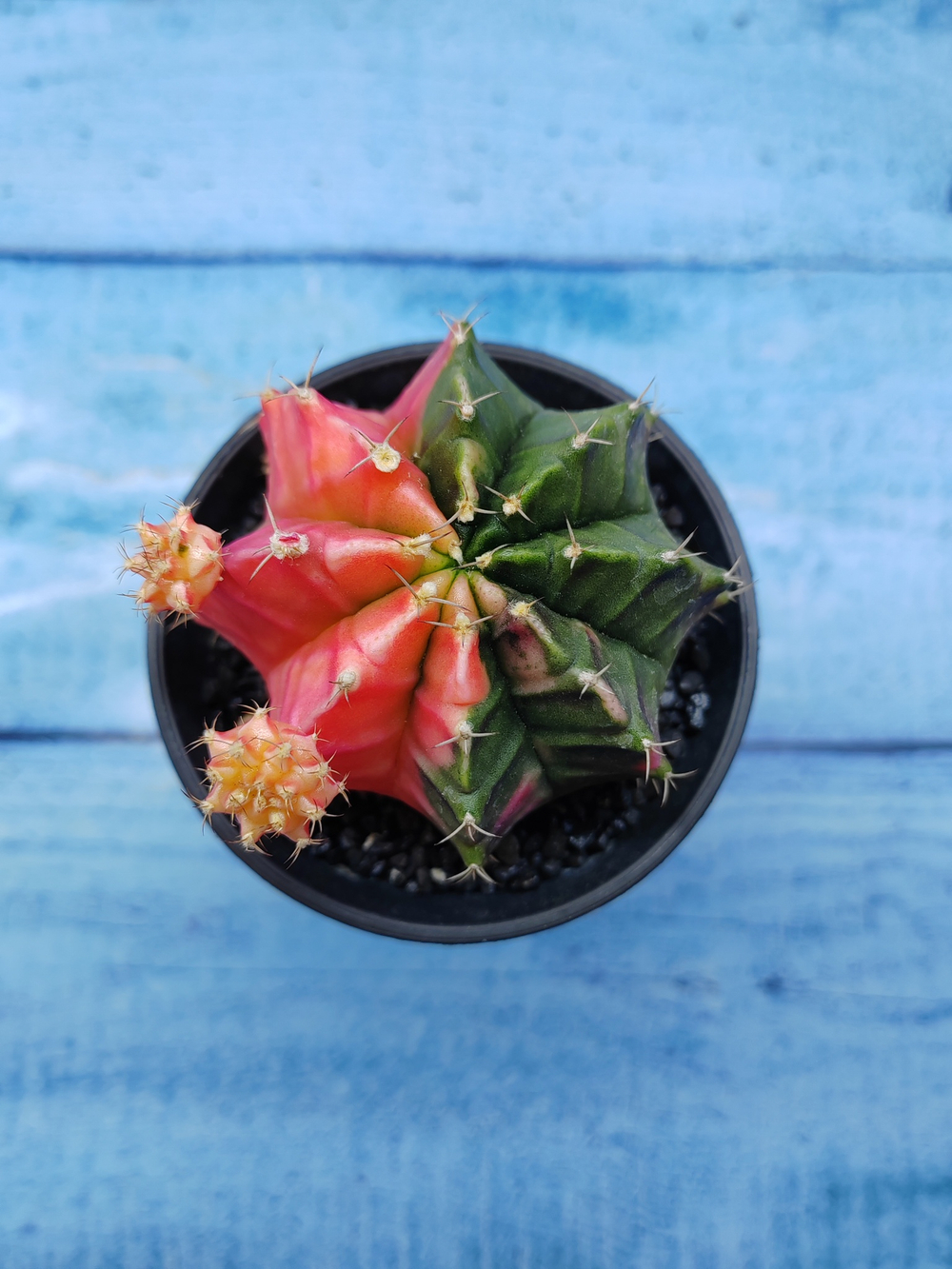 Gymnocalycium Variegata (Гимнокалициум Вариегатный)
