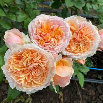 Ксавьер Де Фразинетт (Xavier De Fraissinette)