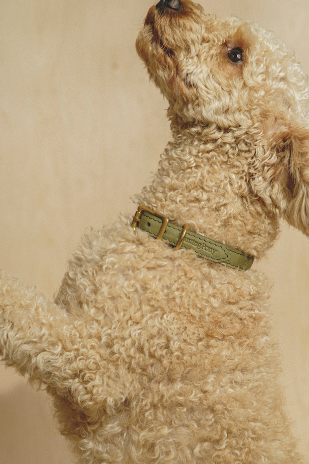 Классический прямой ошейник Зеленый