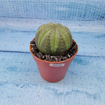 Euphoria Obesa (Эуфорбия)