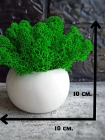 Кашпо со мхом
