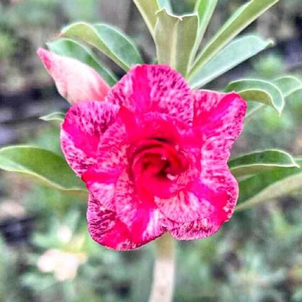 Адениум DIARY