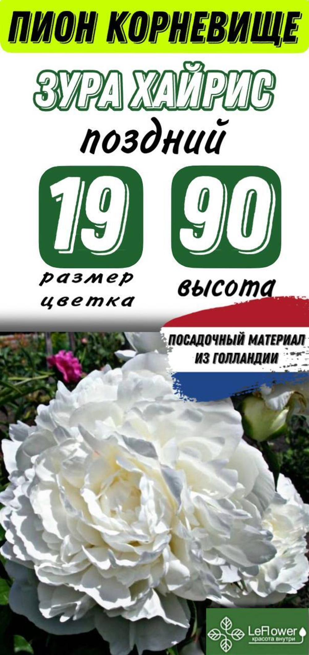Пион Корневище, Зура Хайрис, 1-3почки, 1шт
