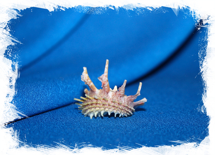 Ангария спаерула (Angaria Sphaerula)