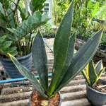 Сансевиерия MIDNIGHT SHINE