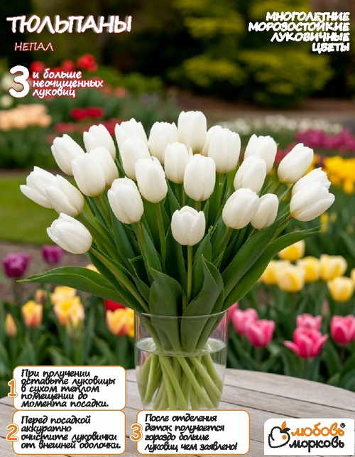 Тюльпан Луковица, Непал, 3+ шт