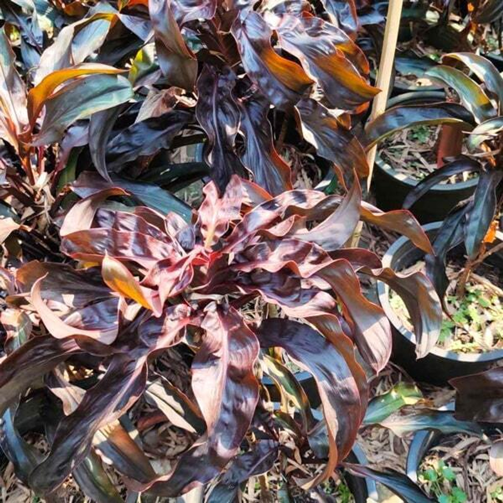 Кордилина MA PHAYOT DAM