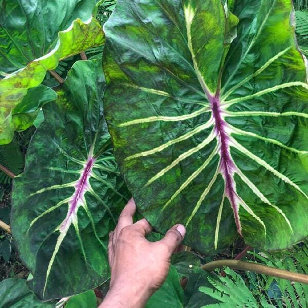 Колоказия MEGAMASER