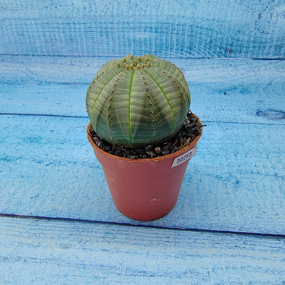 Euphoria Obesa (Эуфорбия)