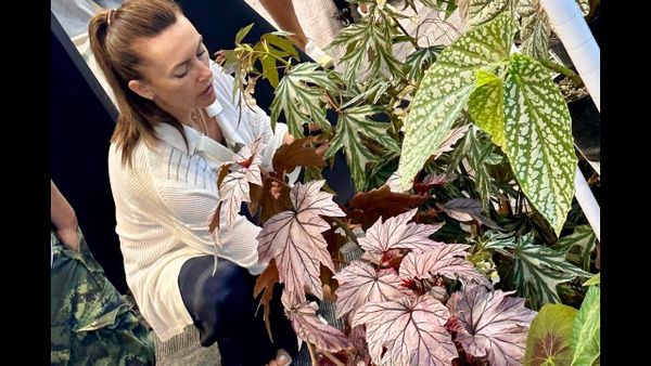 Бегонии на выставке в Бангкоке BIEPSS-15 Бегонии на выставке в Бангкоке BIEPSS-15