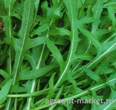 Позитив семена рукколы (Global Seeds / Глобал Сидс)