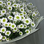 Ромашки-Милашки -XL