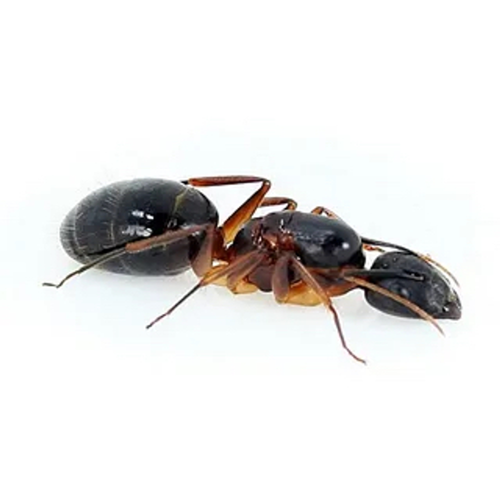 Муравьи Camponotus cf. Mitis (Муравей-призрак)