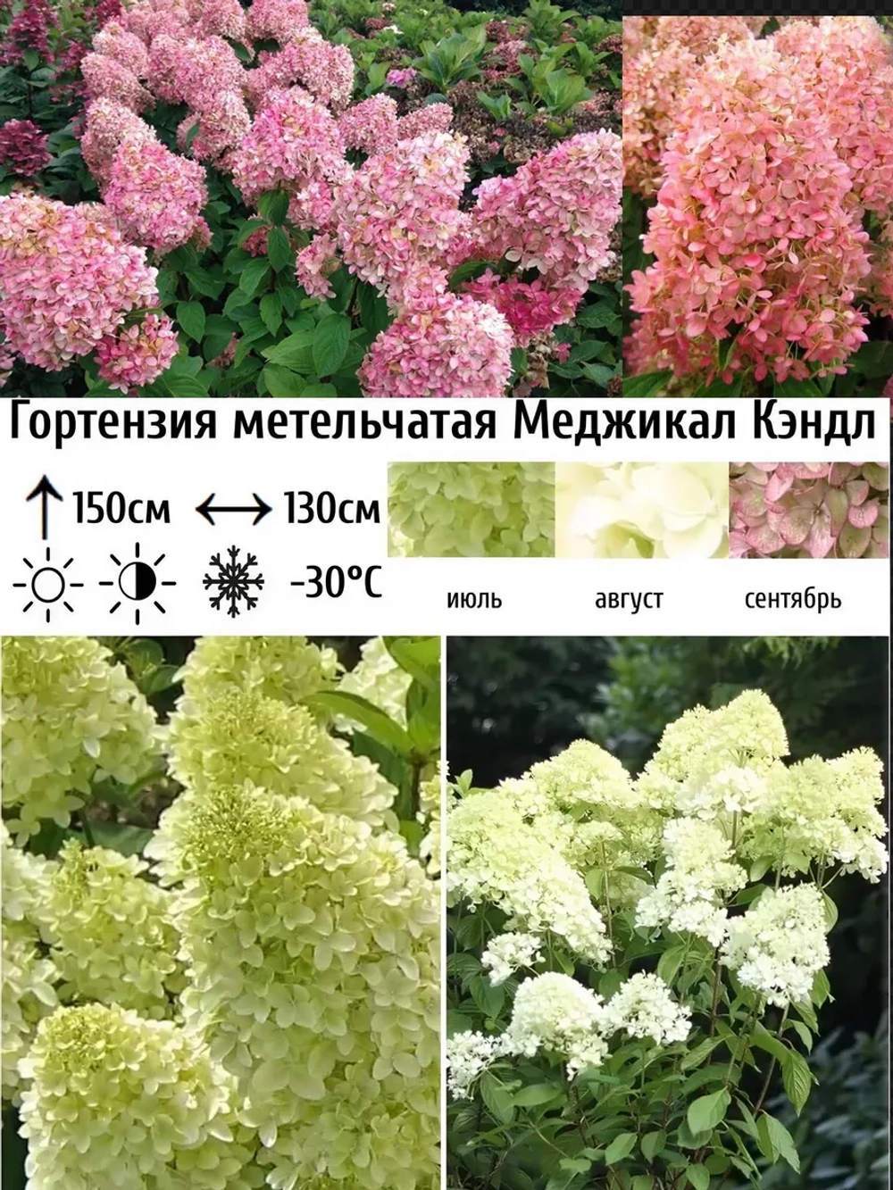 Меджикал Кендл гортензия метельчатая