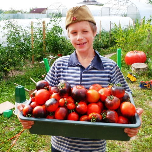 Помидоры - Red Charcoal - Красный Уголь