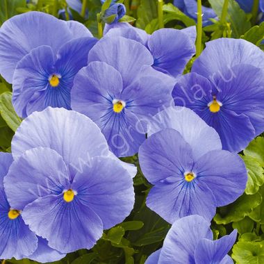 S2581 Виола Cello Light Blue 100 шт.