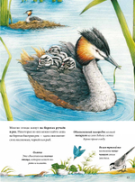 Книга о птицах. BIObook А. Толмачёва