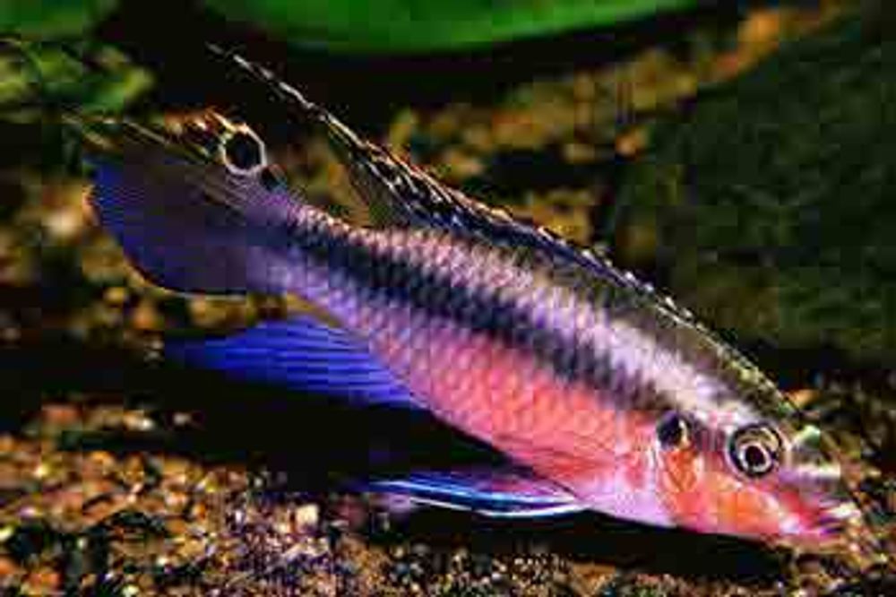 ПЕЛЬВИКАХРОМИС /Pelvicachromis/ (рыбка Попугайчик)