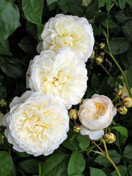 Лаитоз(Белый Леонардо Да Винчи) Laitoz (Witte Leonardo Da Vinci)