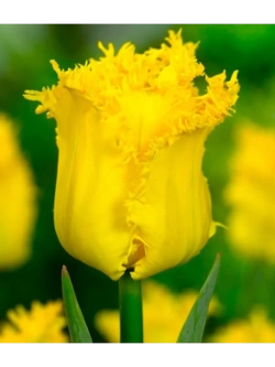 Тюльпаны бахромчатые ,луковицы Yellow Valery желтые (5 шт)