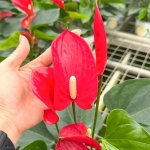 Антуриум Андре MELODIA RED