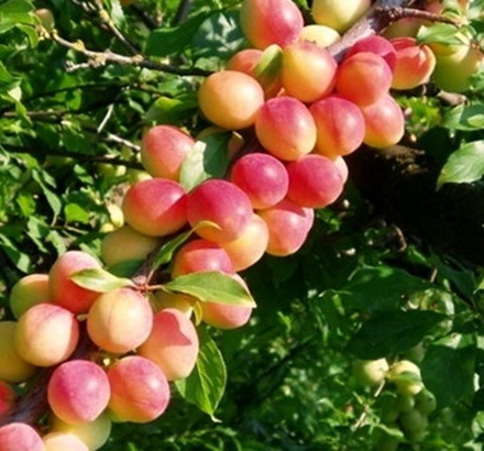 Алыча Кубанская комета