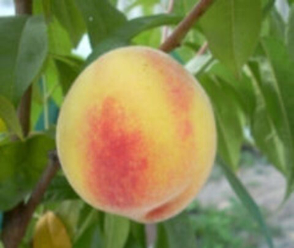 Персик Донской морозоустойчивый