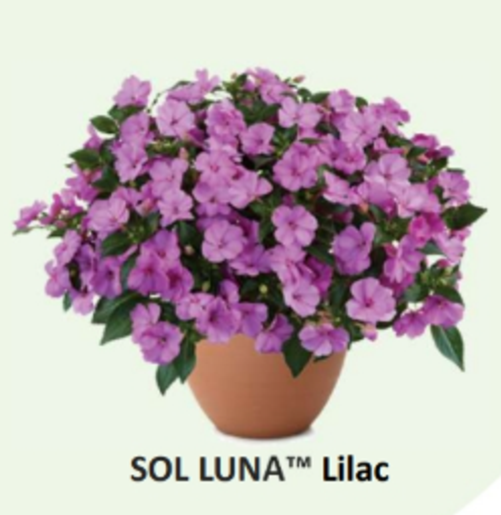 ЕВРО Бальзамин Новогвинейский Sol-Luna Lilac укорененный ЕВРО черенок НАЧАЛО ЯНВАРЯ поставка 5