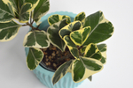 Фикус Триангулярис Вайт Марджин / Ficus Triangularis White Margin