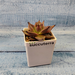 Echeveria Taurus (Эхеверия)
