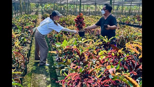 30 старых и новых сортов кротонов на ферме. Январь 2026