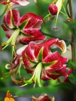 Лилия Блэк Бьюти (ОТ- гибрид)