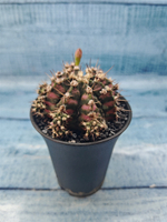 Gymnocalycium T-Rex Pink hybride (Гимнокалициум)