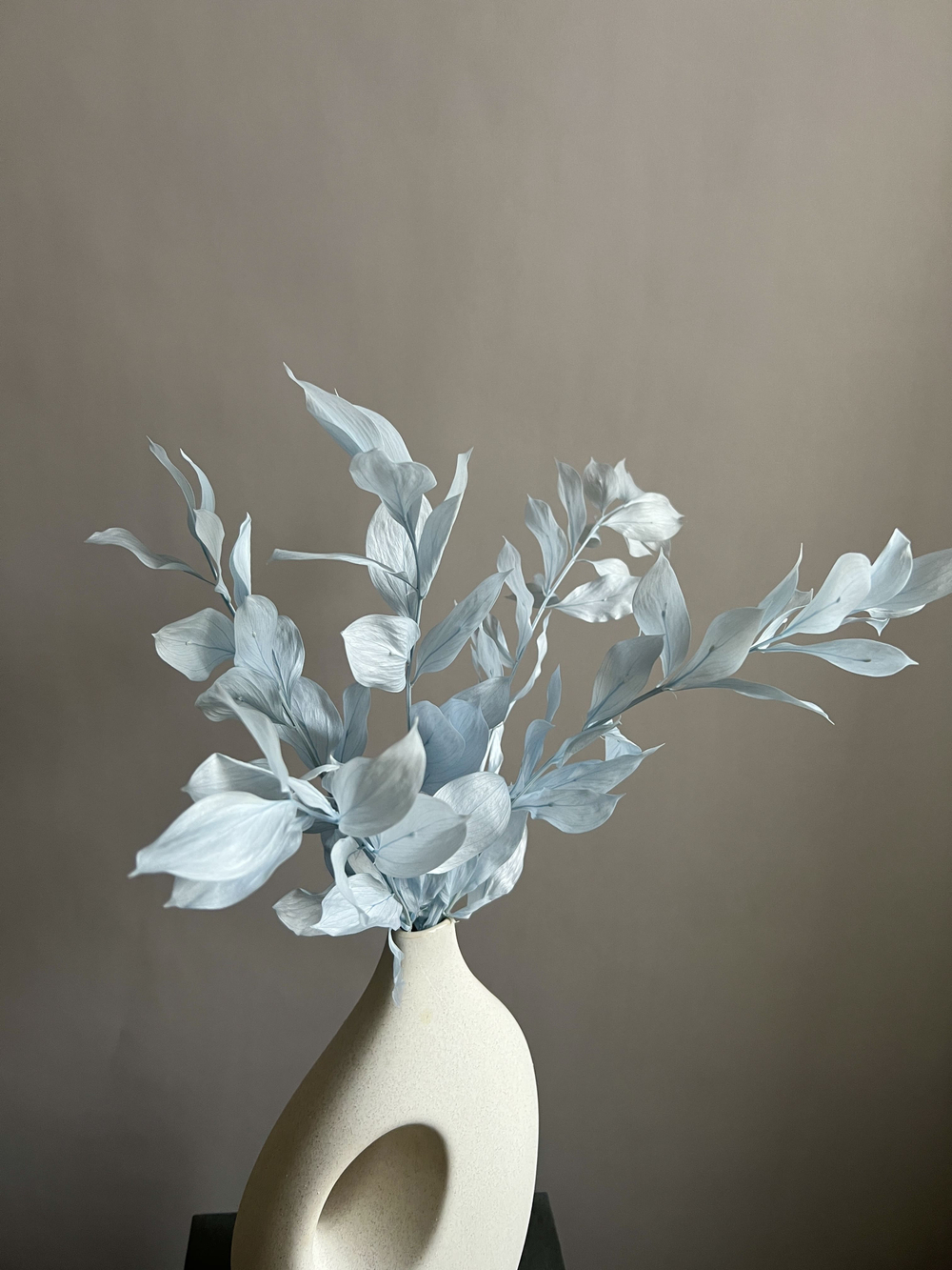 Рускус садовый стабилизированный голубой