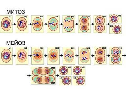 Модель-аппликация "Деление клетки. Митоз и мейоз"