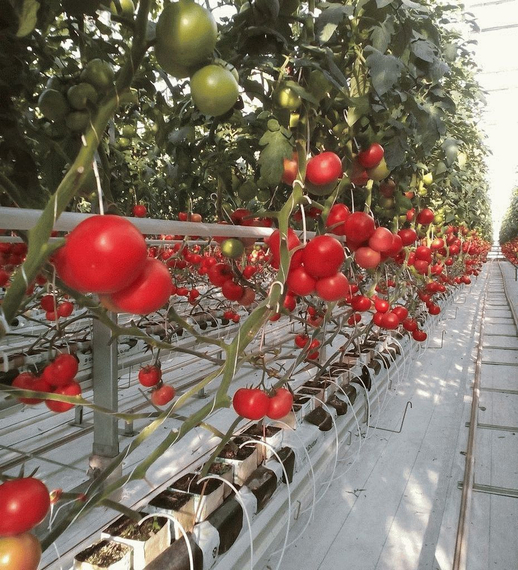 3725 F1 семена томата индетерминантного (Seminis / Семинис) – фото 4