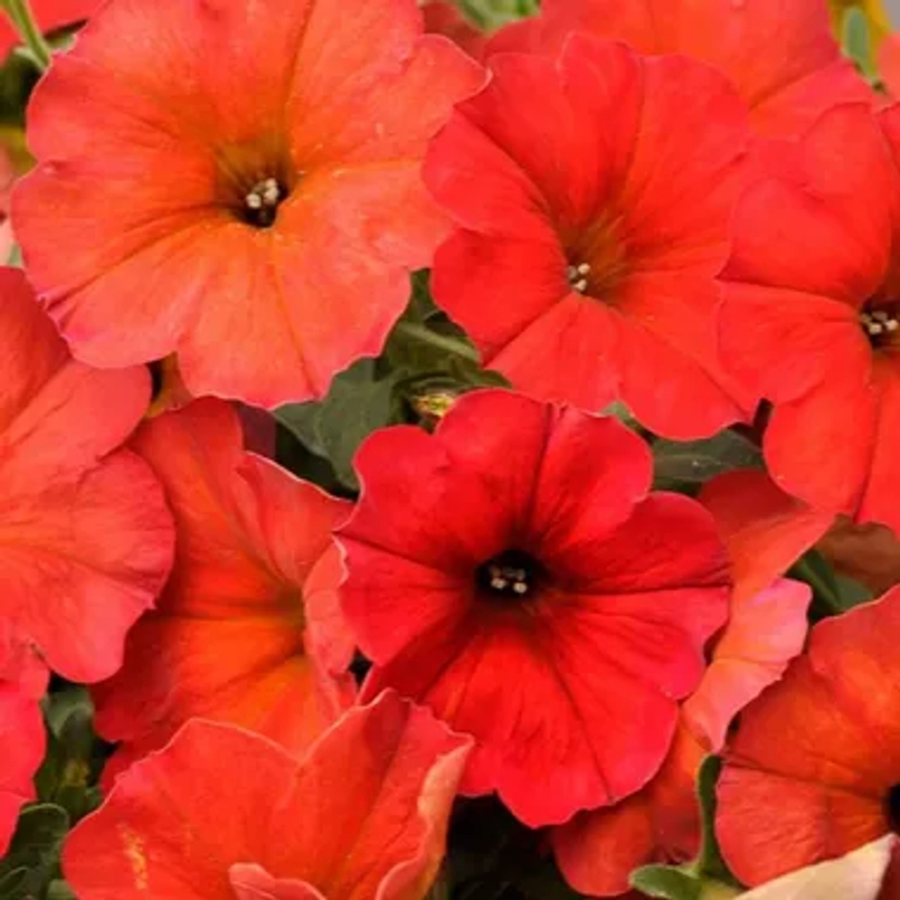 Петуния BEAUTICAL RED MAPLE