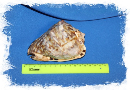 Раковина Кассис нораи (Cassis norai) 1шт., 12,5см.