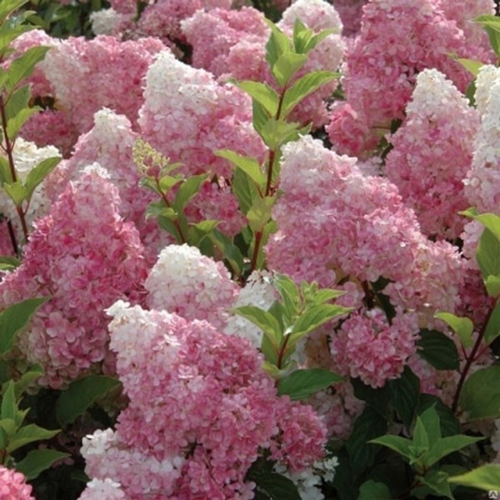 Гортензия метельчатая Ванилла Фрейз C2 40-60