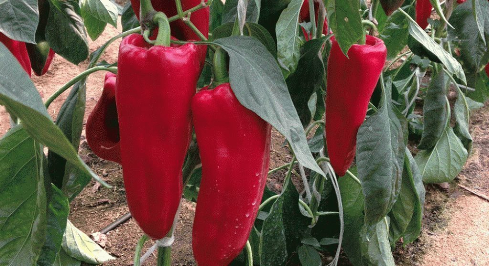 Каптур F1 семена перца сладкого (Seminis / Семинис)