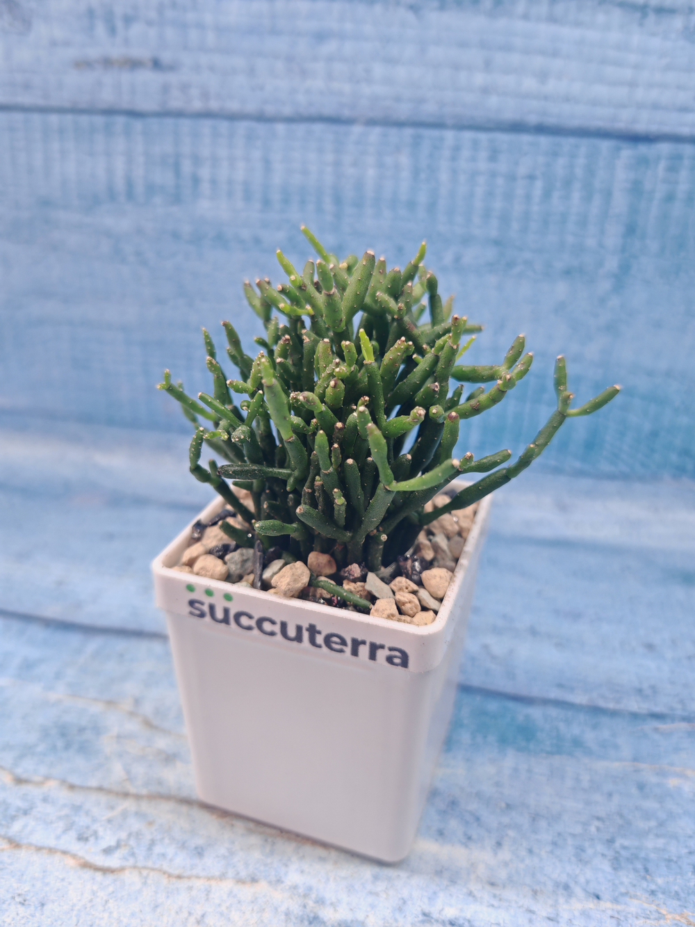 Rhipsalis Hatiora (Рипсалис)