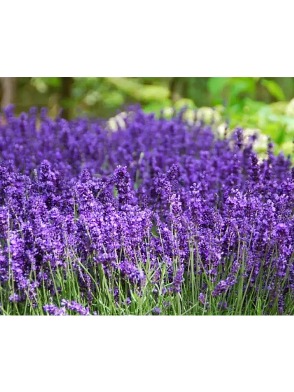 Лаванда узколистная многолетняя, Семена, (20 штук)