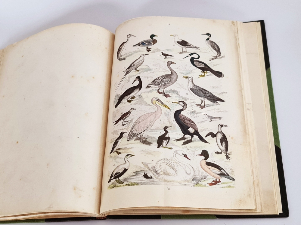 "Систематический атлас к естественной истории". Т.Бромме. 1863 г.