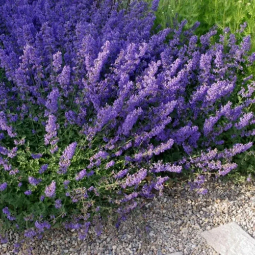 Котовник Фассена Кит Кэт С2 Закупка М39 июнь 2026