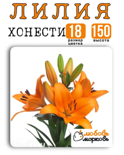Лилия Луковица, Хонести, ЛА-гибрид, 1 шт