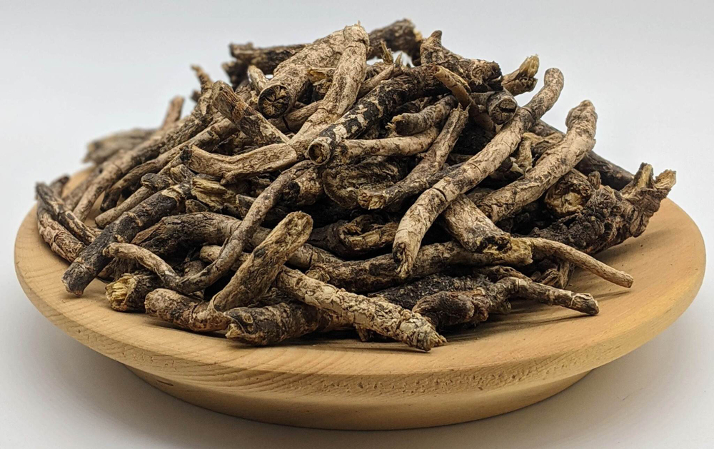 Вздутоплодник сибирский (корень)